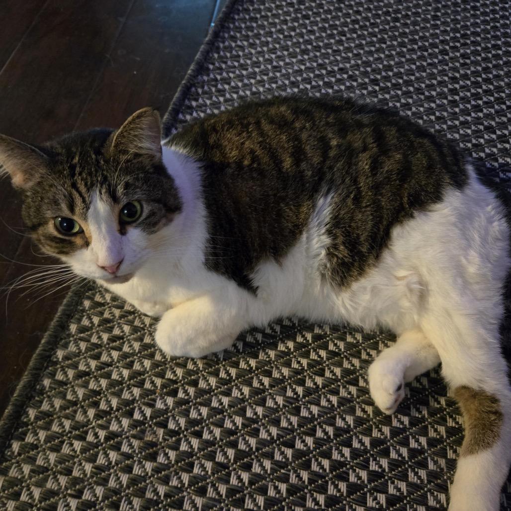 Enlarge Slynk, a Adoptable Domestic Short Hair in Morgan Hill, CA image 3/3