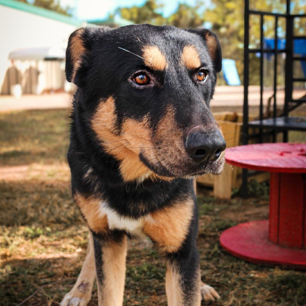 Enlarge Atlas, a Adoptable Mixed Breed in Lake Jackson, TX image 1/2