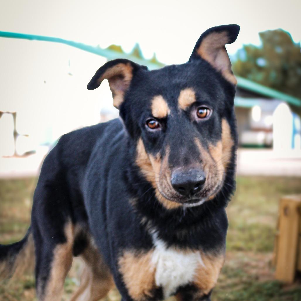 Enlarge Atlas, a Adoptable Mixed Breed in Lake Jackson, TX image 2/2