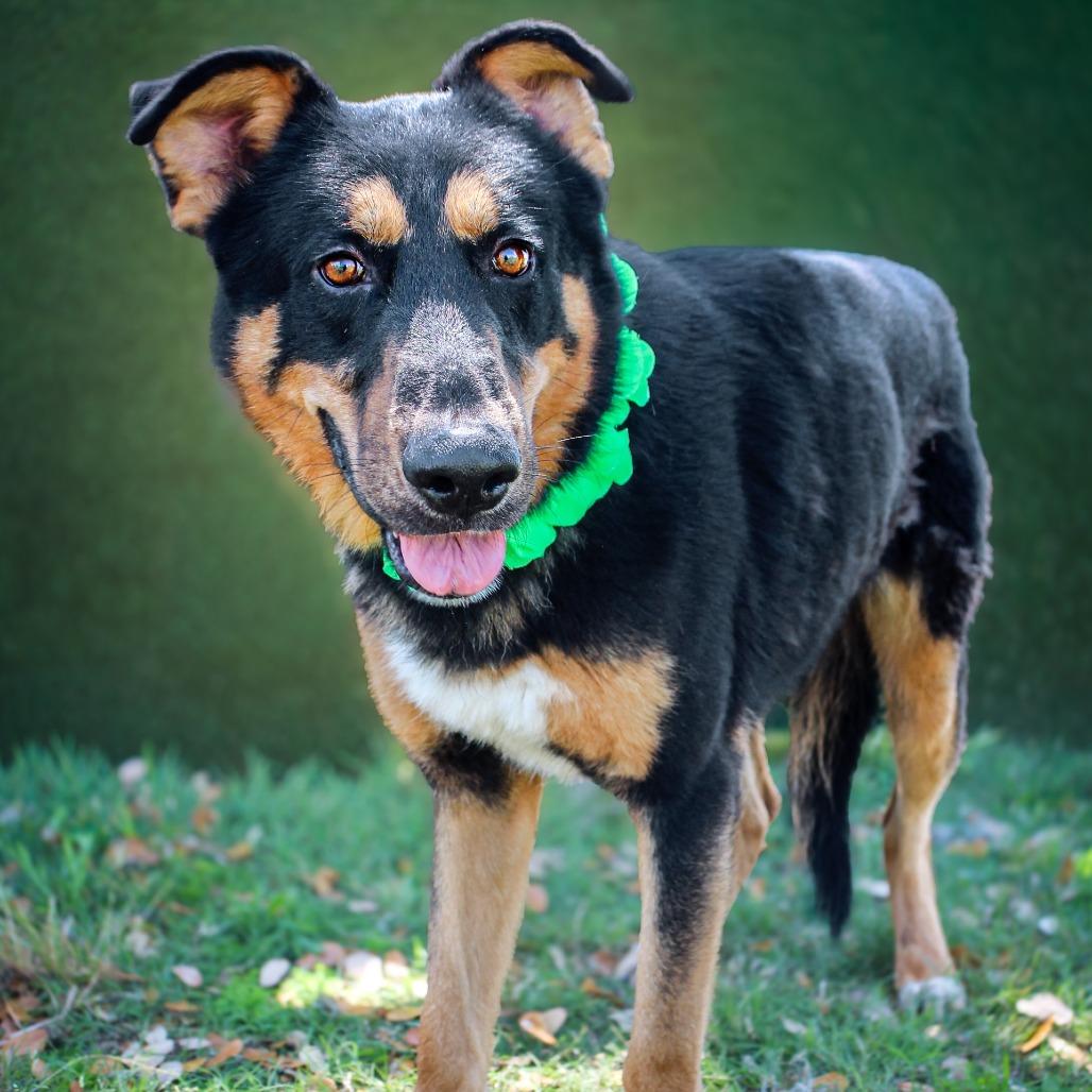 Atlas, a Adoptable Mixed Breed in Lake Jackson, TX image 3/3