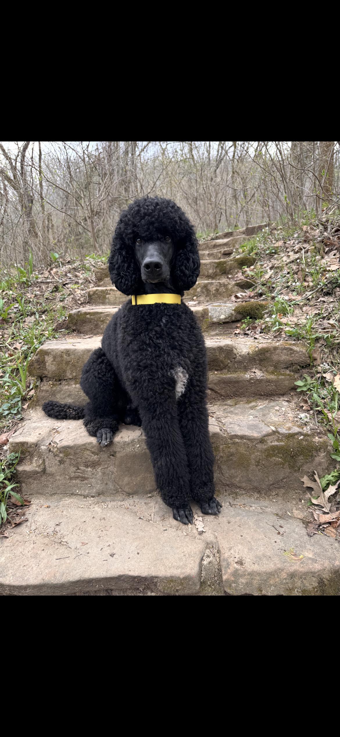 Enlarge Tux , a ADOPTABLE Standard Poodle in Saint Louis, MO image 1/4
