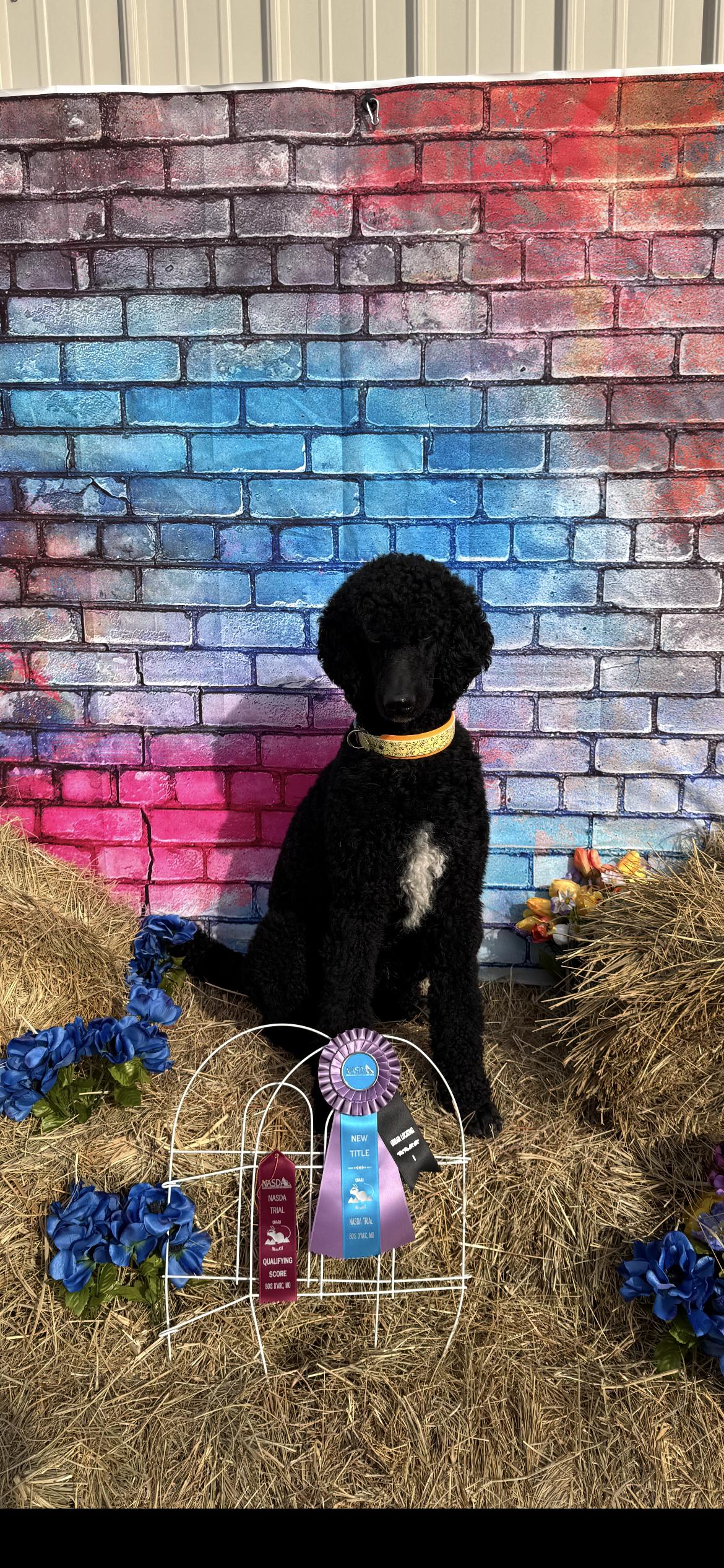 Enlarge Tux , a ADOPTABLE Standard Poodle in Saint Louis, MO image 2/4