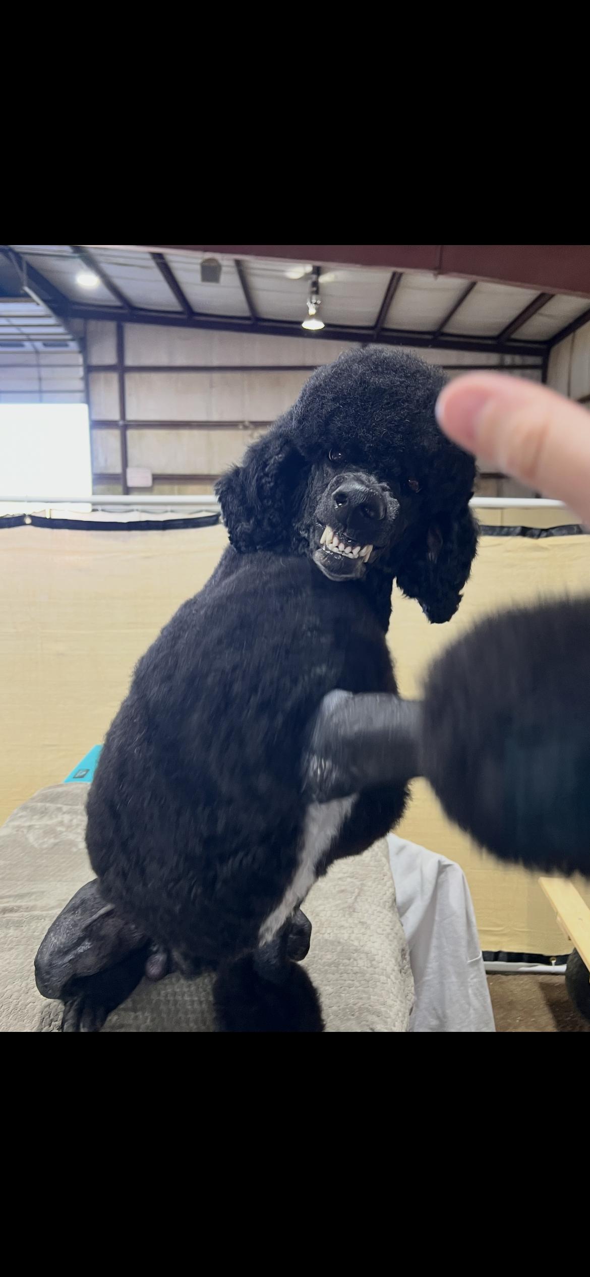 Enlarge Tux , a ADOPTABLE Standard Poodle in Saint Louis, MO image 4/4