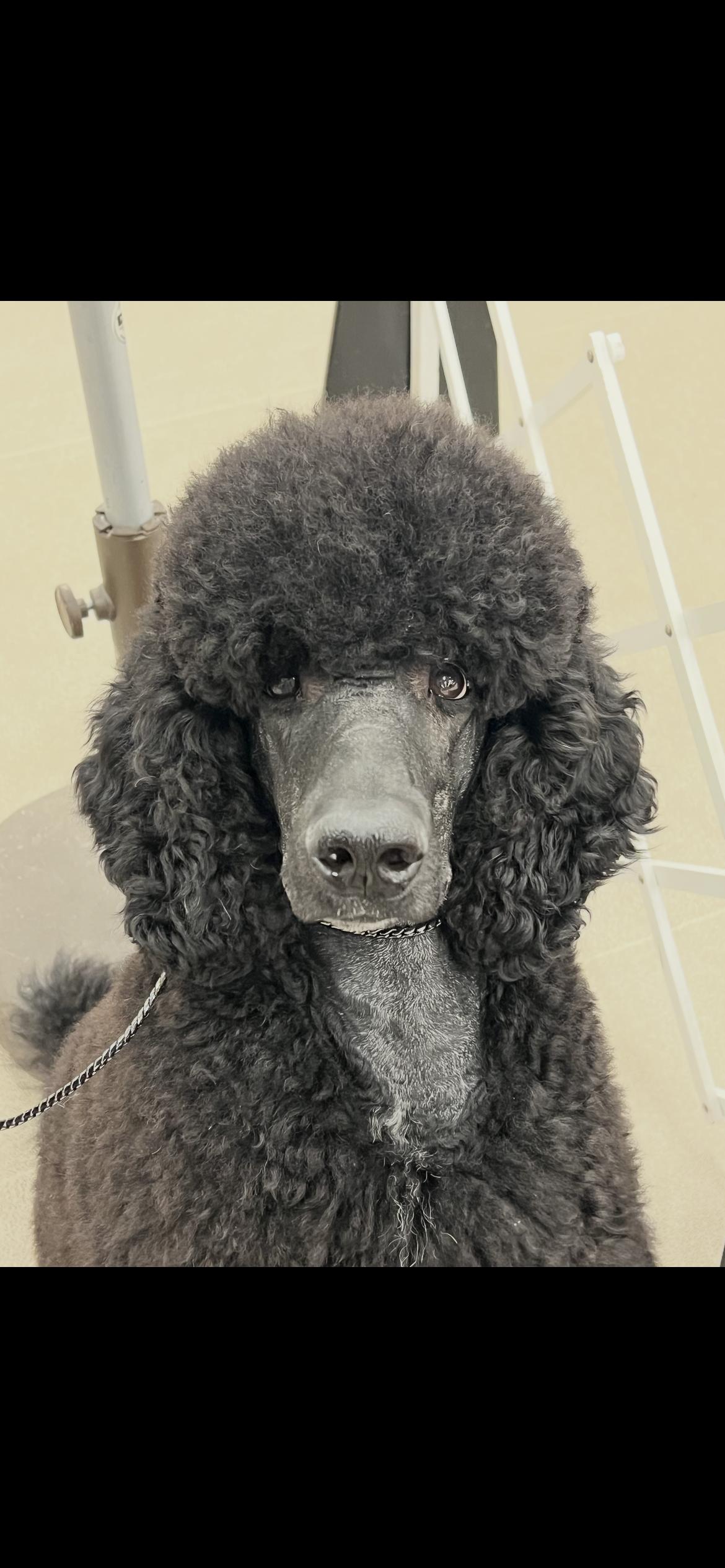 Enlarge Tux , a ADOPTABLE Standard Poodle in Saint Louis, MO image 3/4