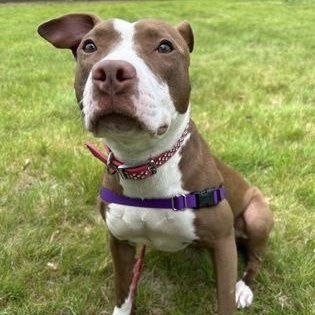 Molly, ADOPTABLE, Adult Female Mixed Breed.