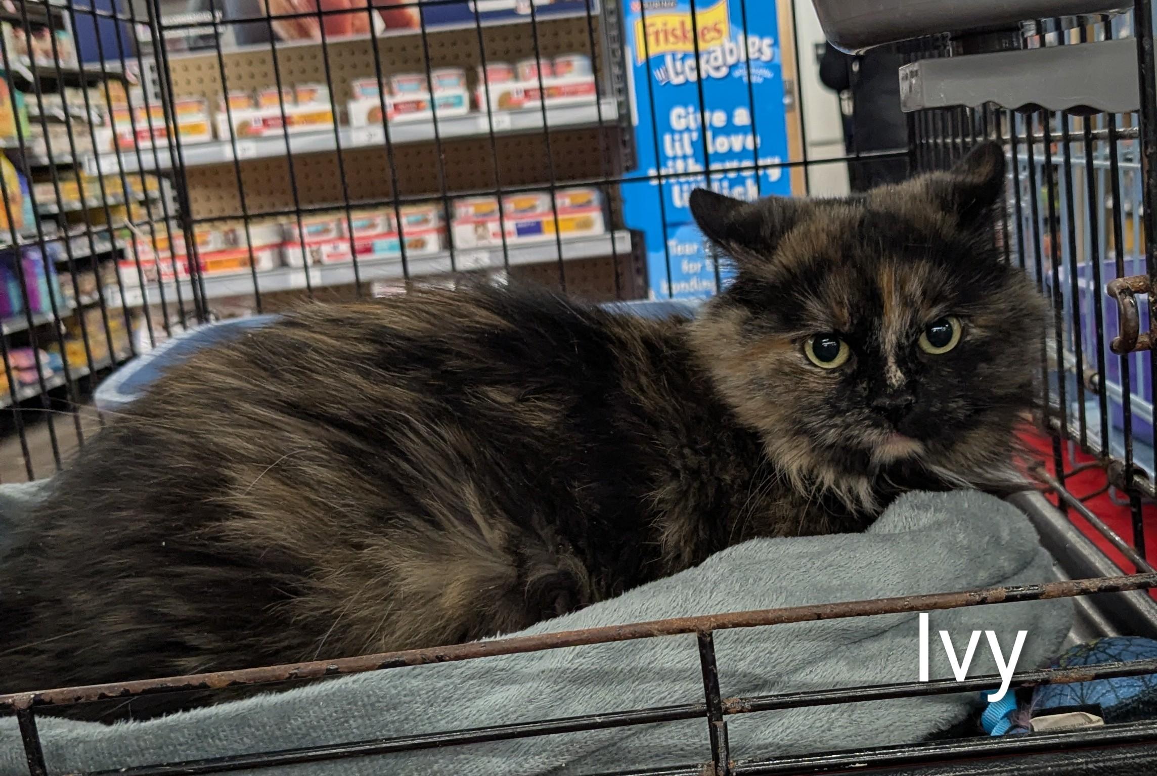 Enlarge Ivy, an adopted Domestic Long Hair in St Catharines, ON image 4/4