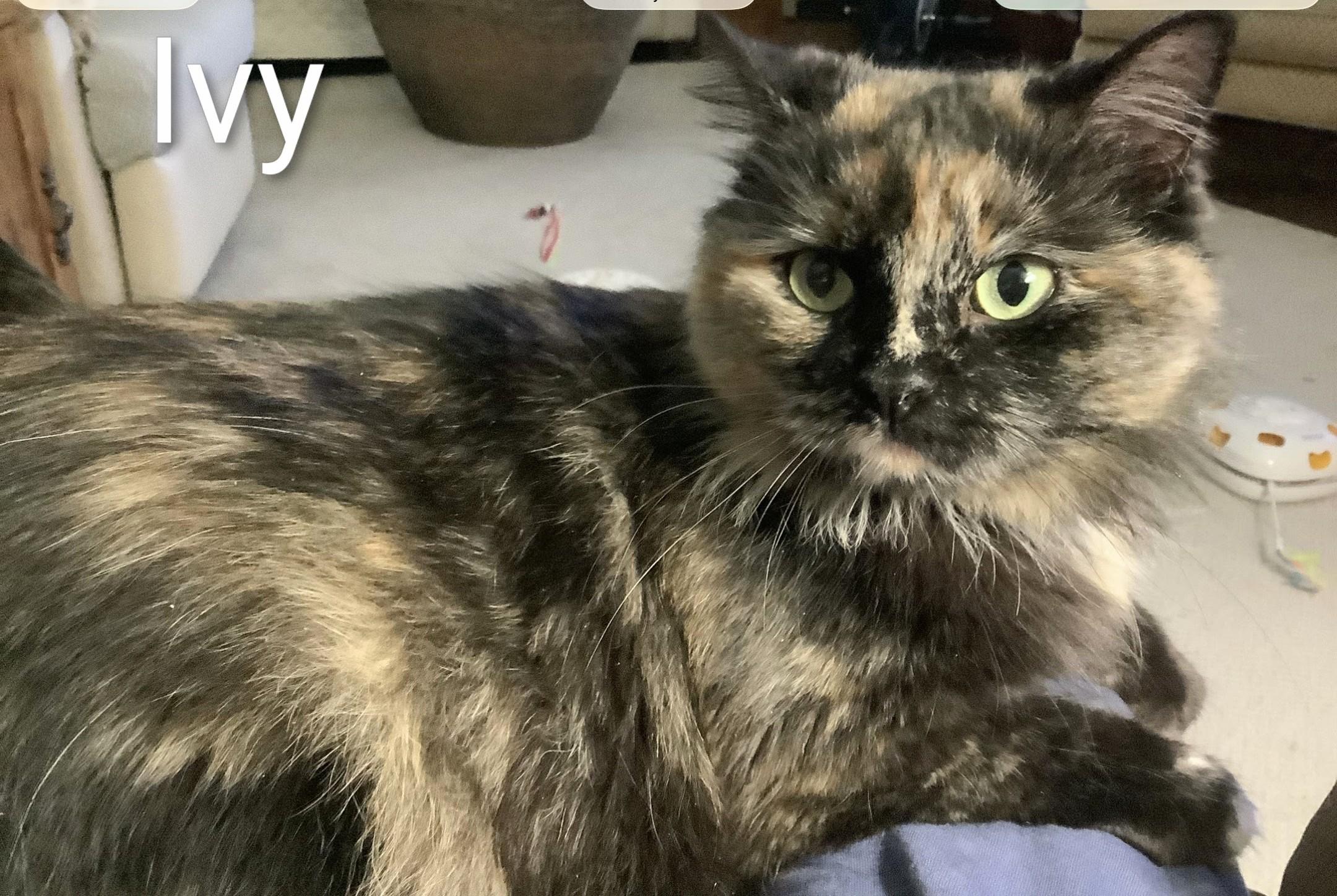 Enlarge Ivy, an adopted Domestic Long Hair in St Catharines, ON image 1/4