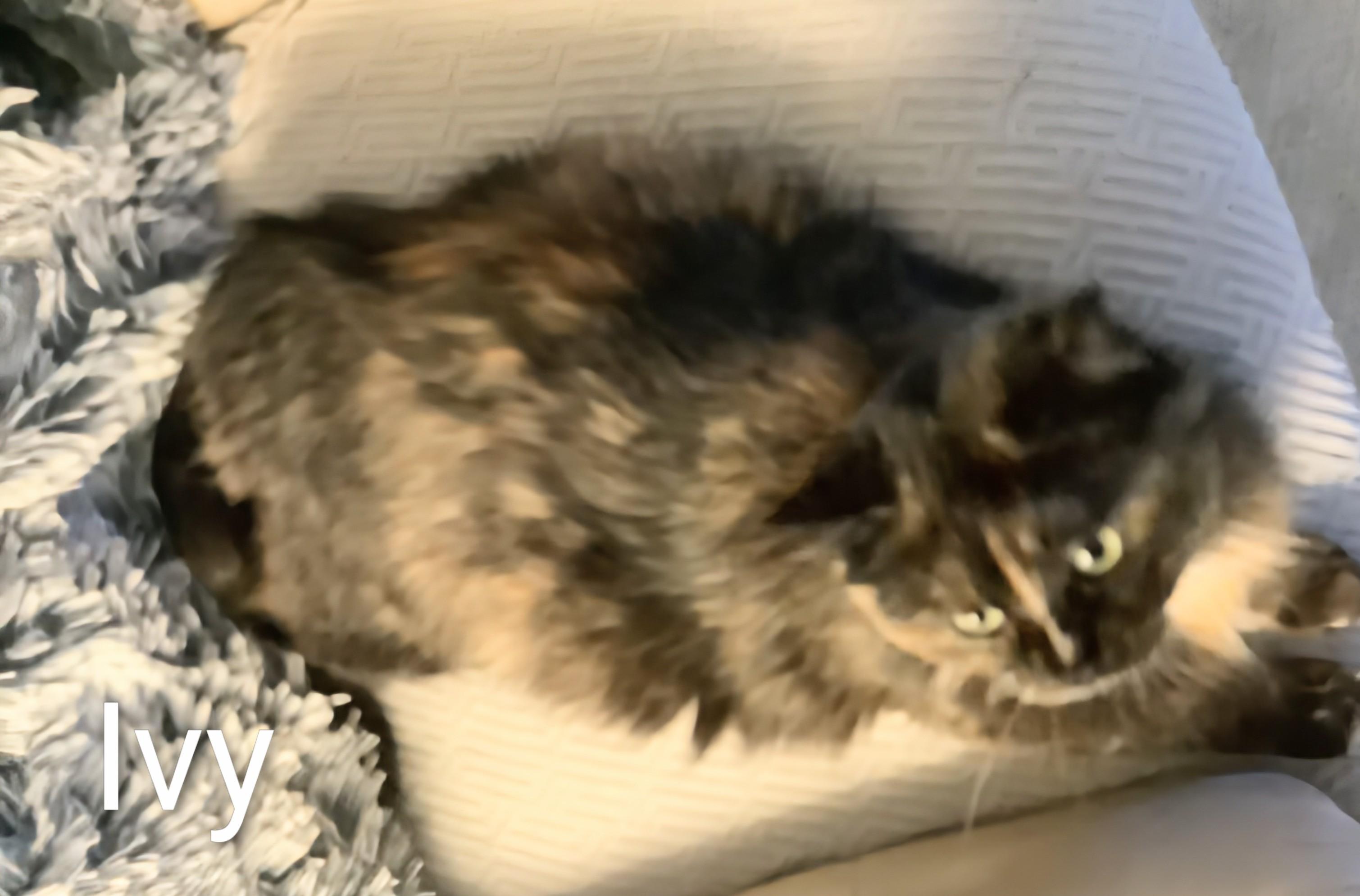 Enlarge Ivy, an adopted Domestic Long Hair in St Catharines, ON image 3/4