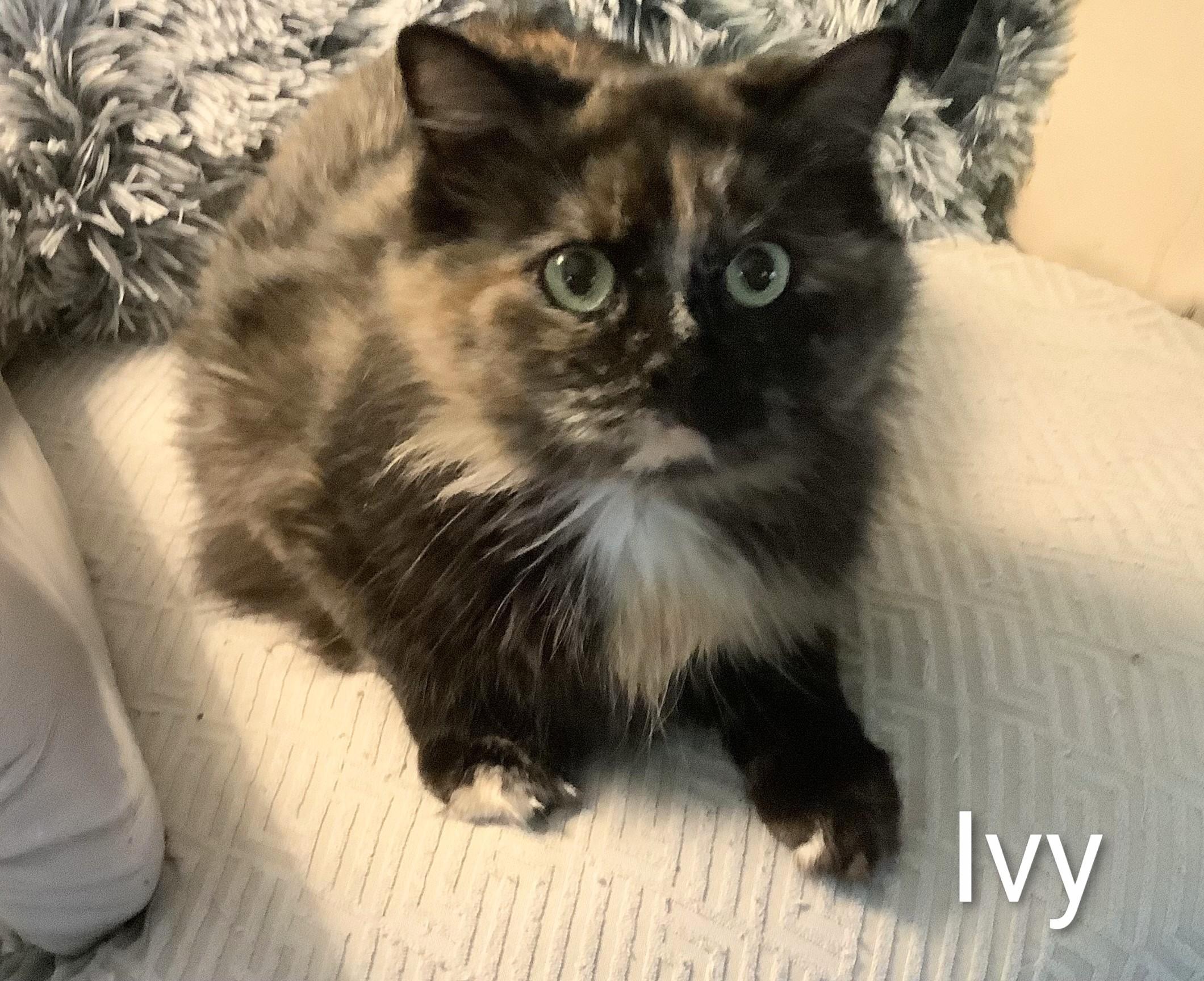 Enlarge Ivy, an adopted Domestic Long Hair in St Catharines, ON image 2/4
