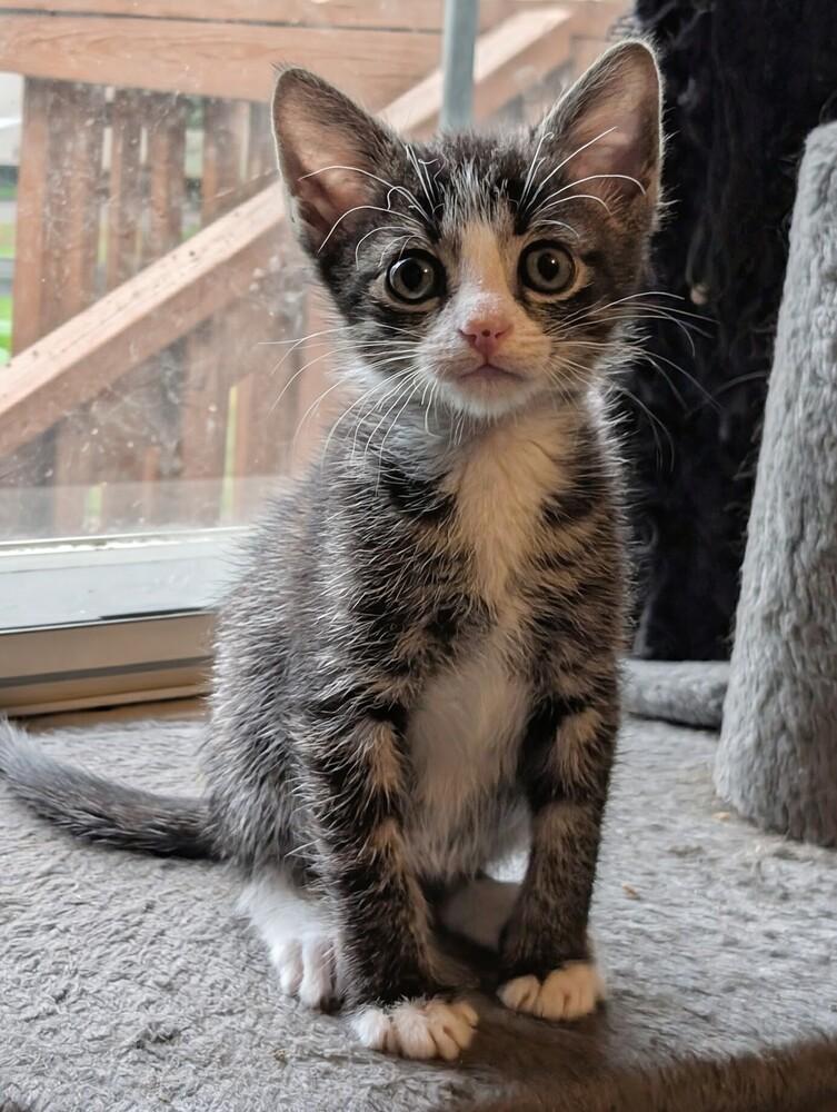 Capone (orange collar), Adoptable, Kitten Male Domestic Short Hair.