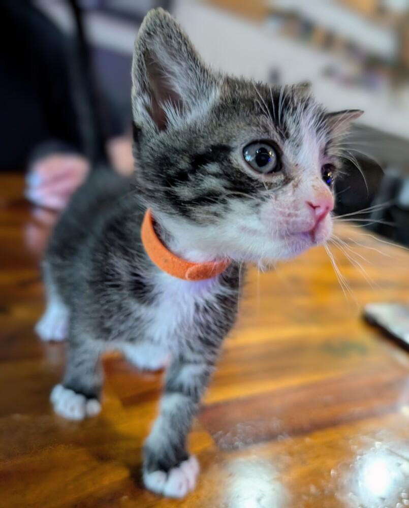 Capone (orange collar), a Adoptable Domestic Short Hair in Statesville, NC image 3/4