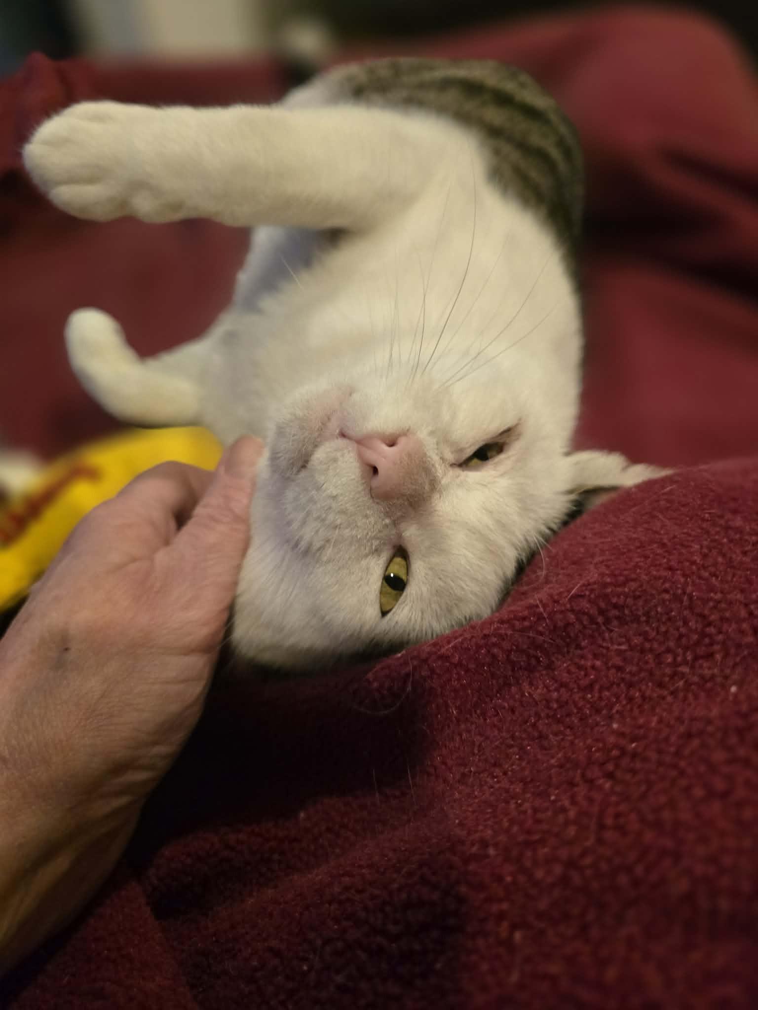 Enlarge Tyrone (Lap Cat), an adoptable Tabby in Huntington, NY image 4/5