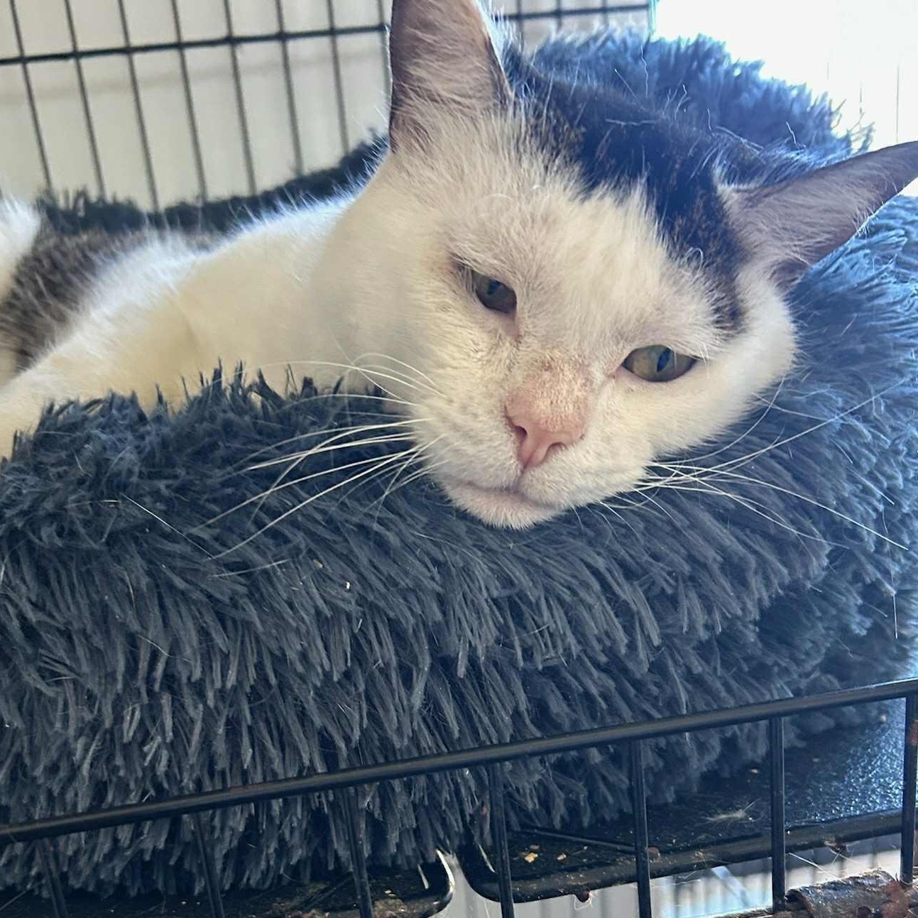 Enlarge Tyrone (Lap Cat), an adoptable Tabby in Huntington, NY image 3/5