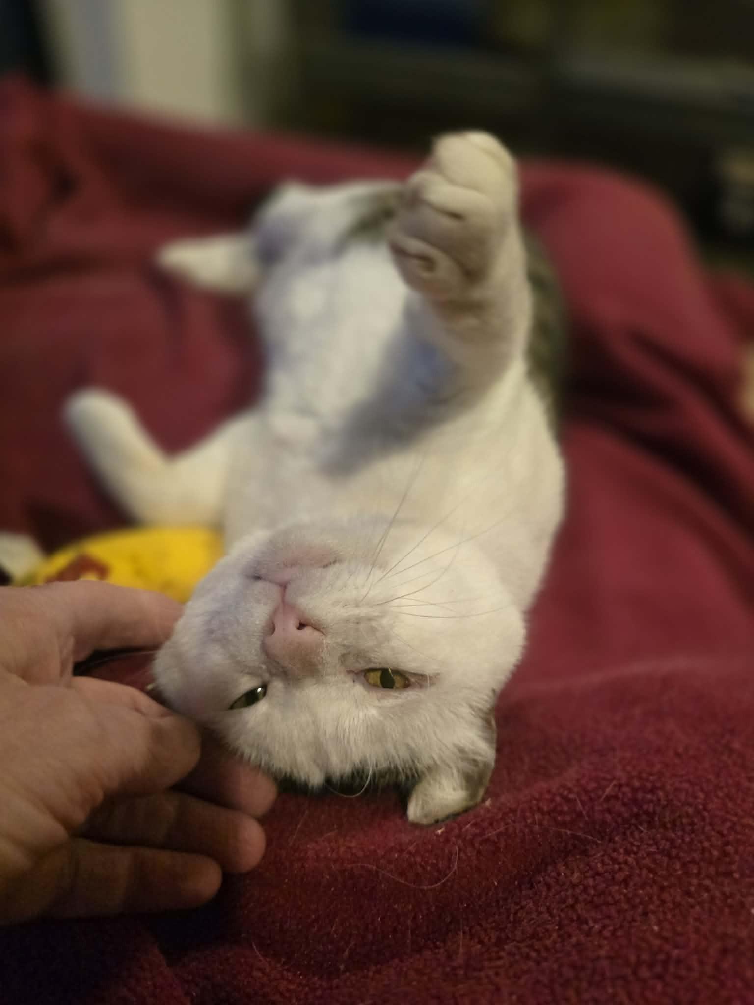 Enlarge Tyrone (Lap Cat), an adoptable Tabby in Huntington, NY image 5/5