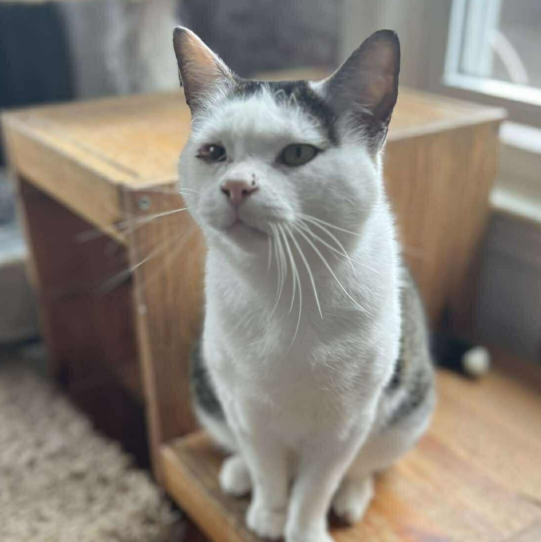 Tyrone (Lap Cat), adoptable, Young Male Tabby.