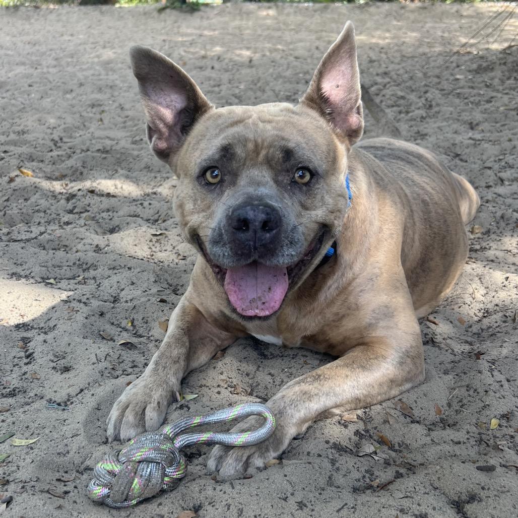 Big Mama, a Adoptable Mixed Breed in Albuquerque, NM image 1/6
