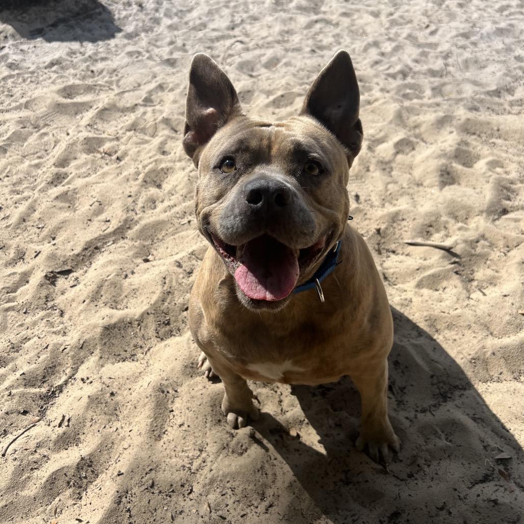 Big Mama, a Adoptable Mixed Breed in Albuquerque, NM image 2/6