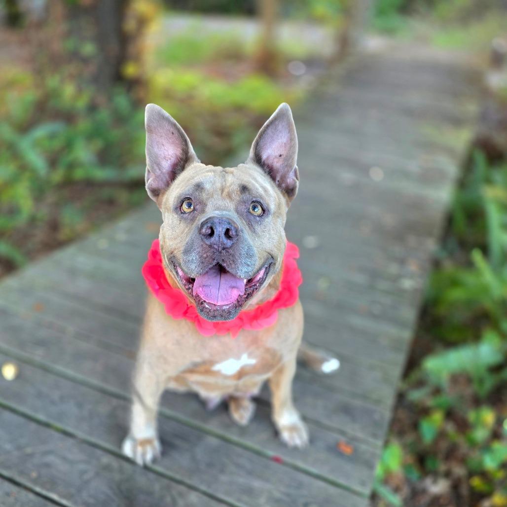 Big Mama, a Adoptable Mixed Breed in Albuquerque, NM image 3/6