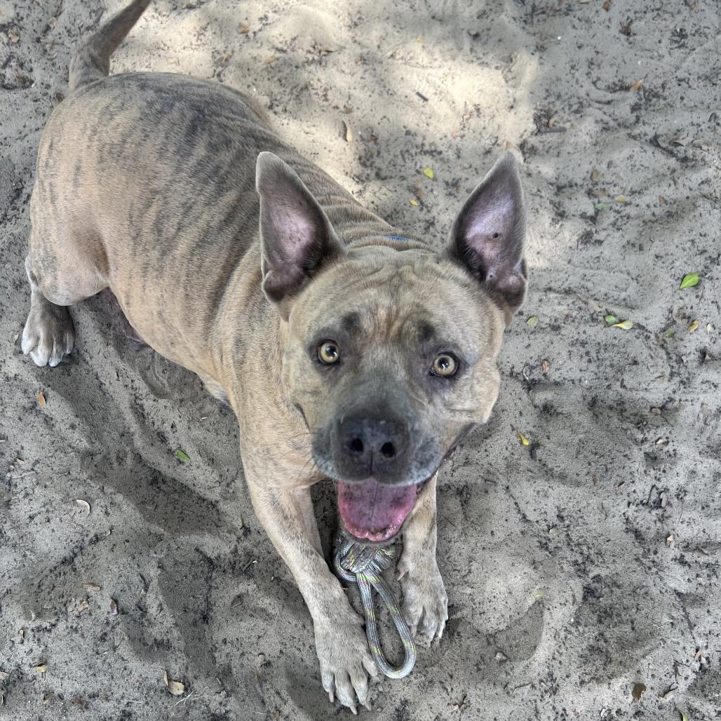 Big Mama, a Adoptable Mixed Breed in Albuquerque, NM image 5/6