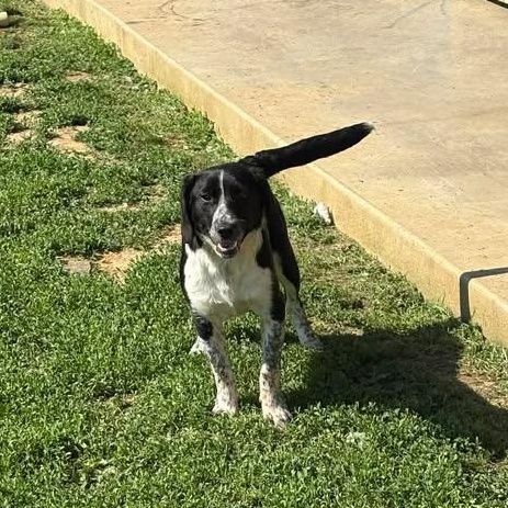 Sawyer, ADOPTABLE, Puppy Male Brittany Spaniel & German Shorthaired Pointer.