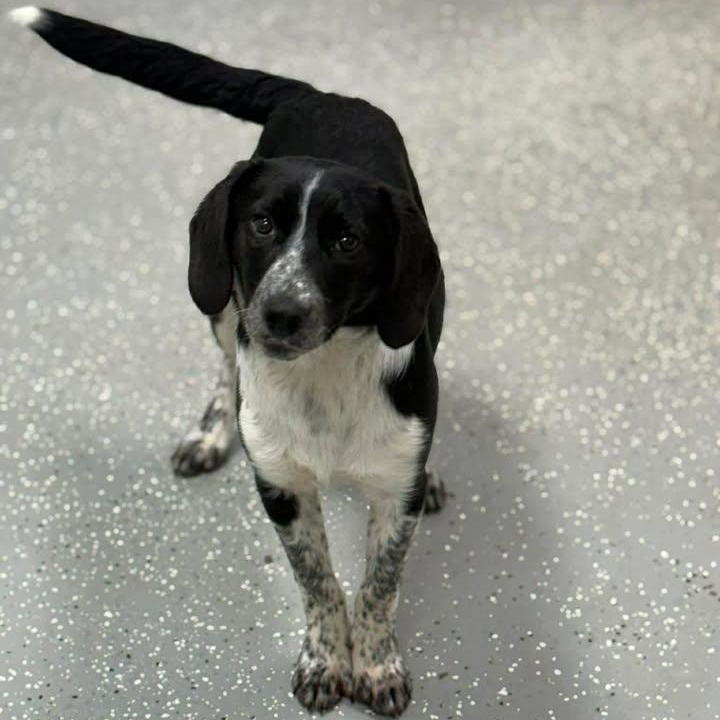 Enlarge Sawyer, a ADOPTABLE mixed breed in Bardstown, KY image 2/6