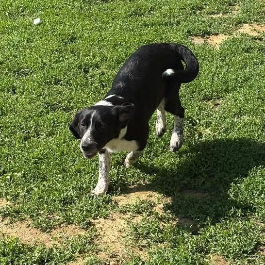 Enlarge Sawyer, a ADOPTABLE mixed breed in Bardstown, KY image 6/6