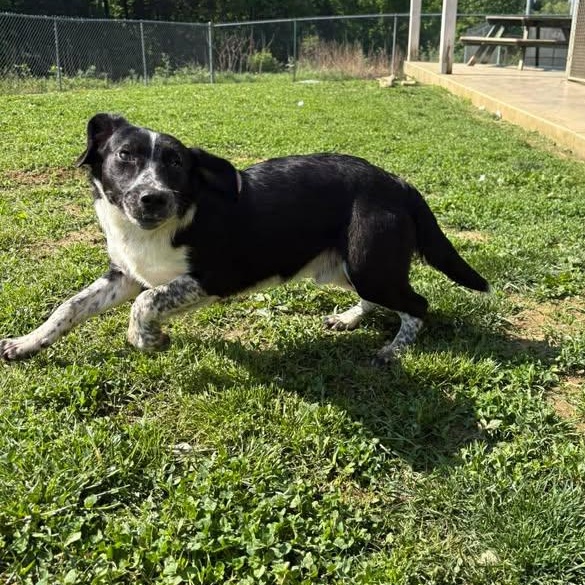 Enlarge Sawyer, a ADOPTABLE mixed breed in Bardstown, KY image 3/6