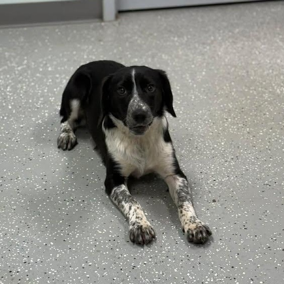 Enlarge Sawyer, a ADOPTABLE mixed breed in Bardstown, KY image 5/6