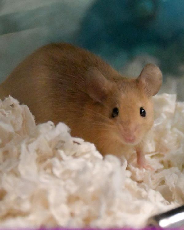 Snickers, Adoptable, Young Male Mouse.