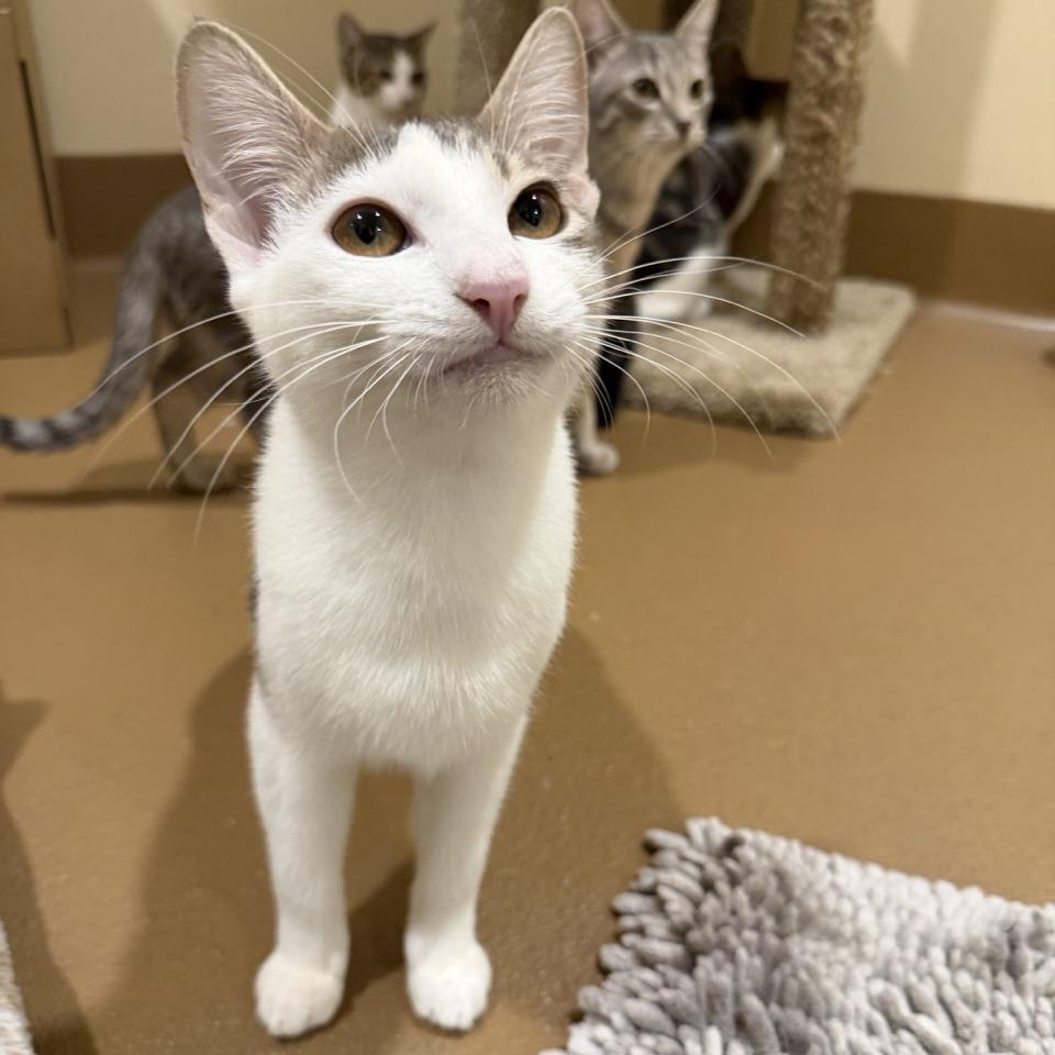 Guitar, Adoptable, Young Male Domestic Short Hair.