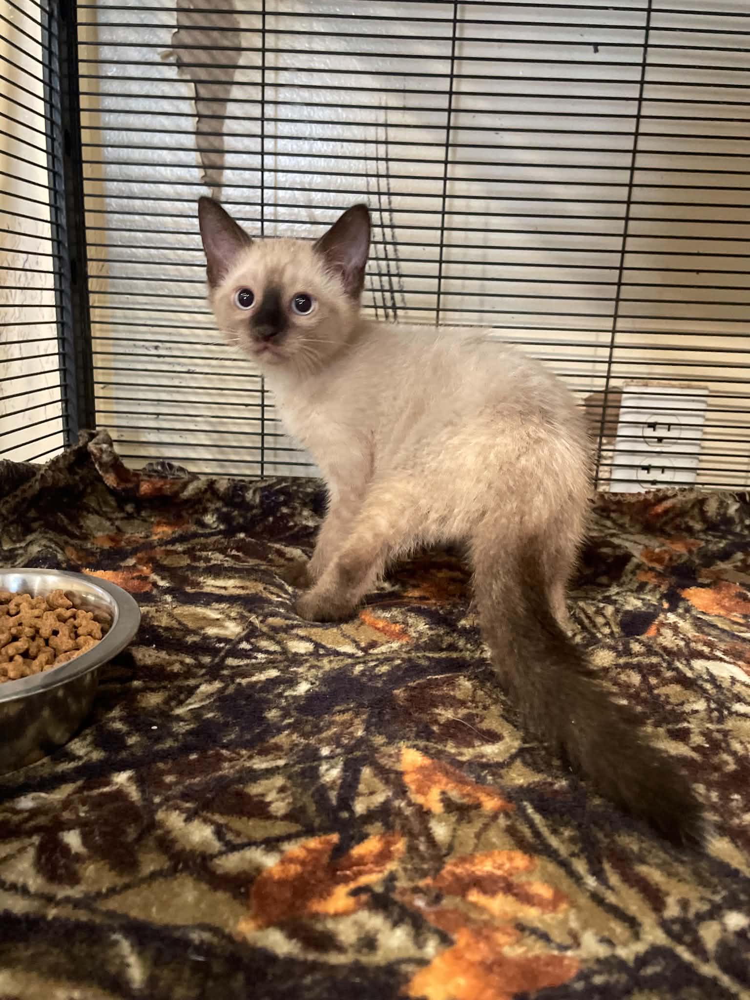 Enlarge Yang, an adopted Siamese in Bishopville, SC image 1/1