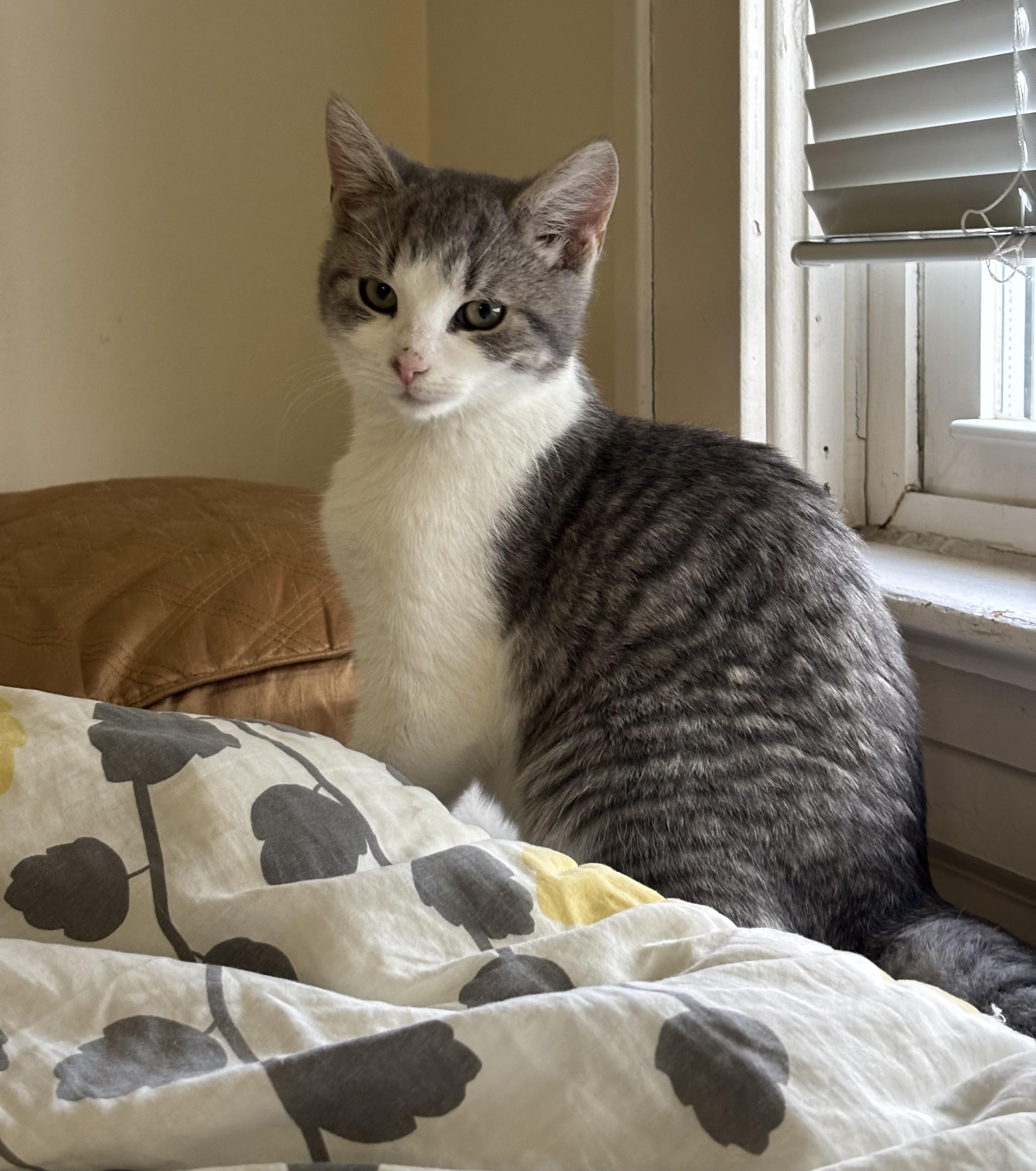 Frack, adopted, Kitten Male Domestic Short Hair.