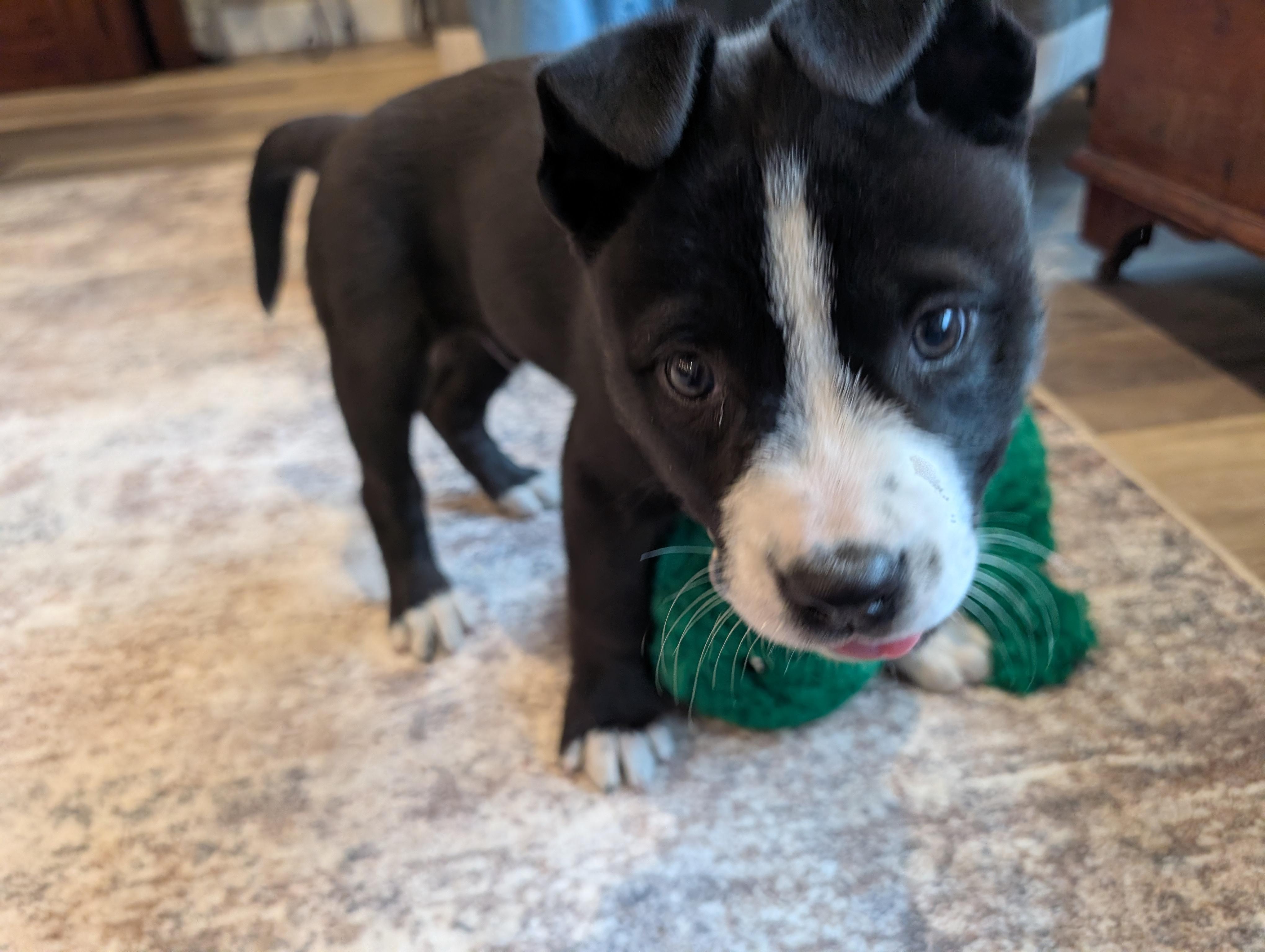 Frost*, a Adoptable mixed breed in Warwick, RI image 3/6