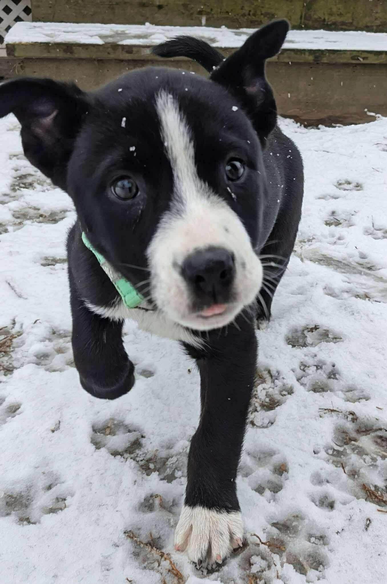 Frost*, a Adoptable mixed breed in Warwick, RI image 4/6