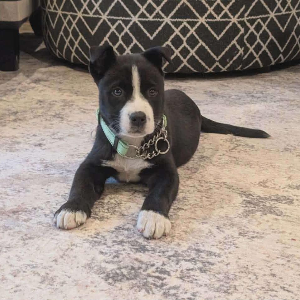 Frost*, a Adoptable mixed breed in Warwick, RI image 1/6