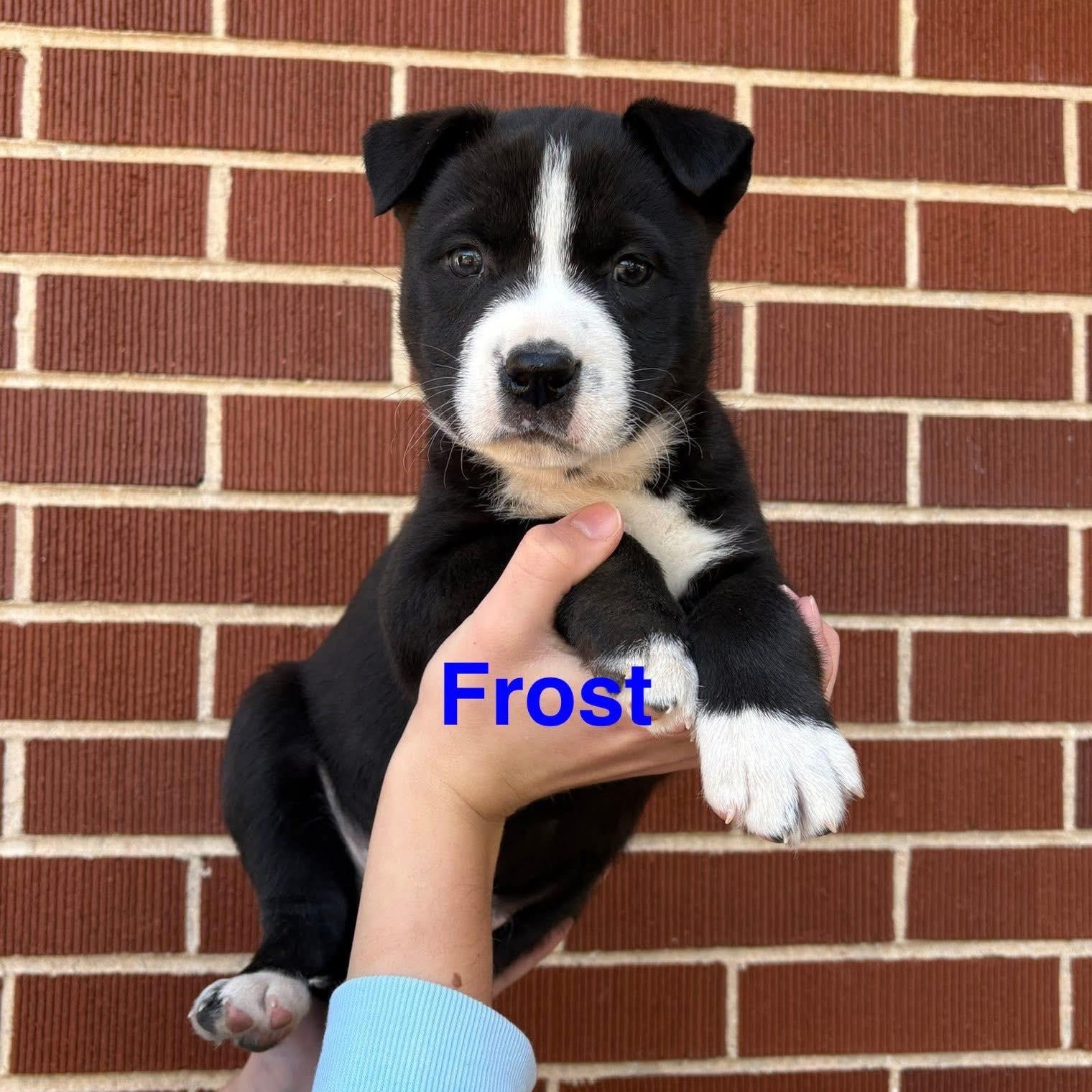Frost*, a Adoptable mixed breed in Warwick, RI image 2/6