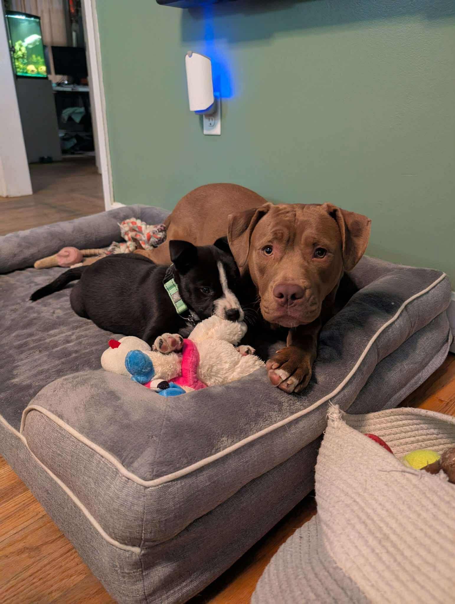 Frost*, a Adoptable mixed breed in Warwick, RI image 5/6