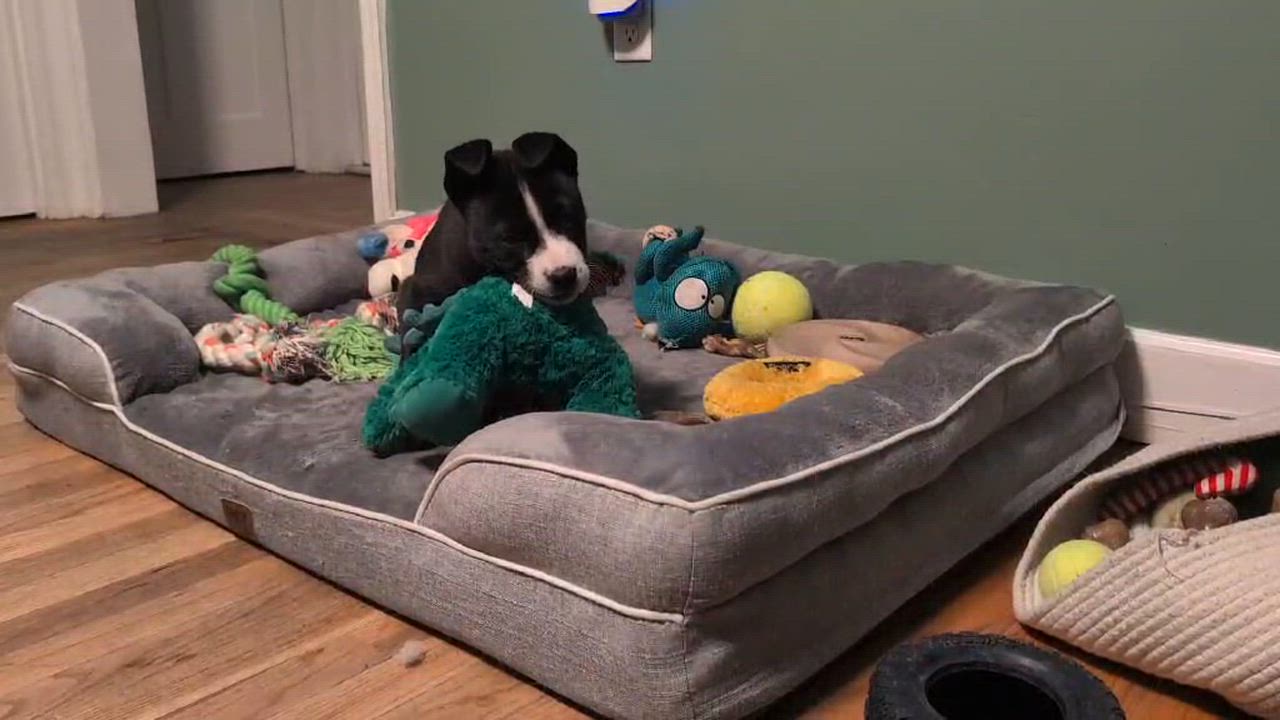 Enlarge Frost*, a Adoptable mixed breed in Warwick, RI video 6/6