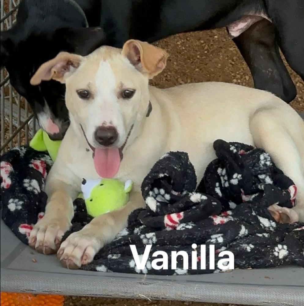 Vanilla Ice Cream, a Adoptable mixed breed in Saugus, MA image 1/5