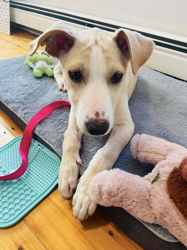 Vanilla Ice Cream, a Adoptable mixed breed in Saugus, MA image 2/5