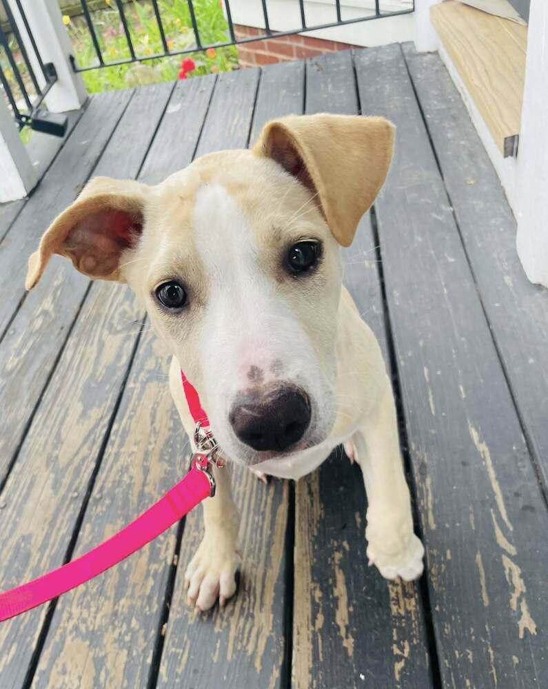 Vanilla Ice Cream, a Adoptable mixed breed in Saugus, MA image 3/5