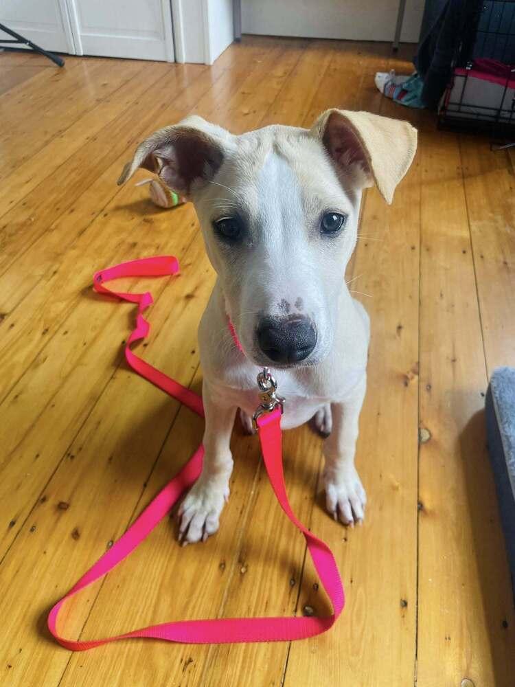 Vanilla Ice Cream, a Adoptable mixed breed in Saugus, MA image 4/5