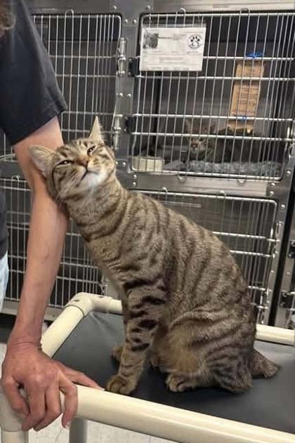 Zatar, Adoptable, Young Male Domestic Short Hair & Domestic Short Hair.