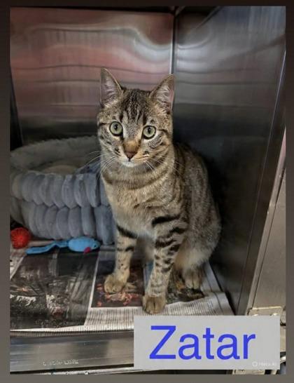 Enlarge Zatar, a Adoptable mixed breed in Bridgewater, NJ image 3/3