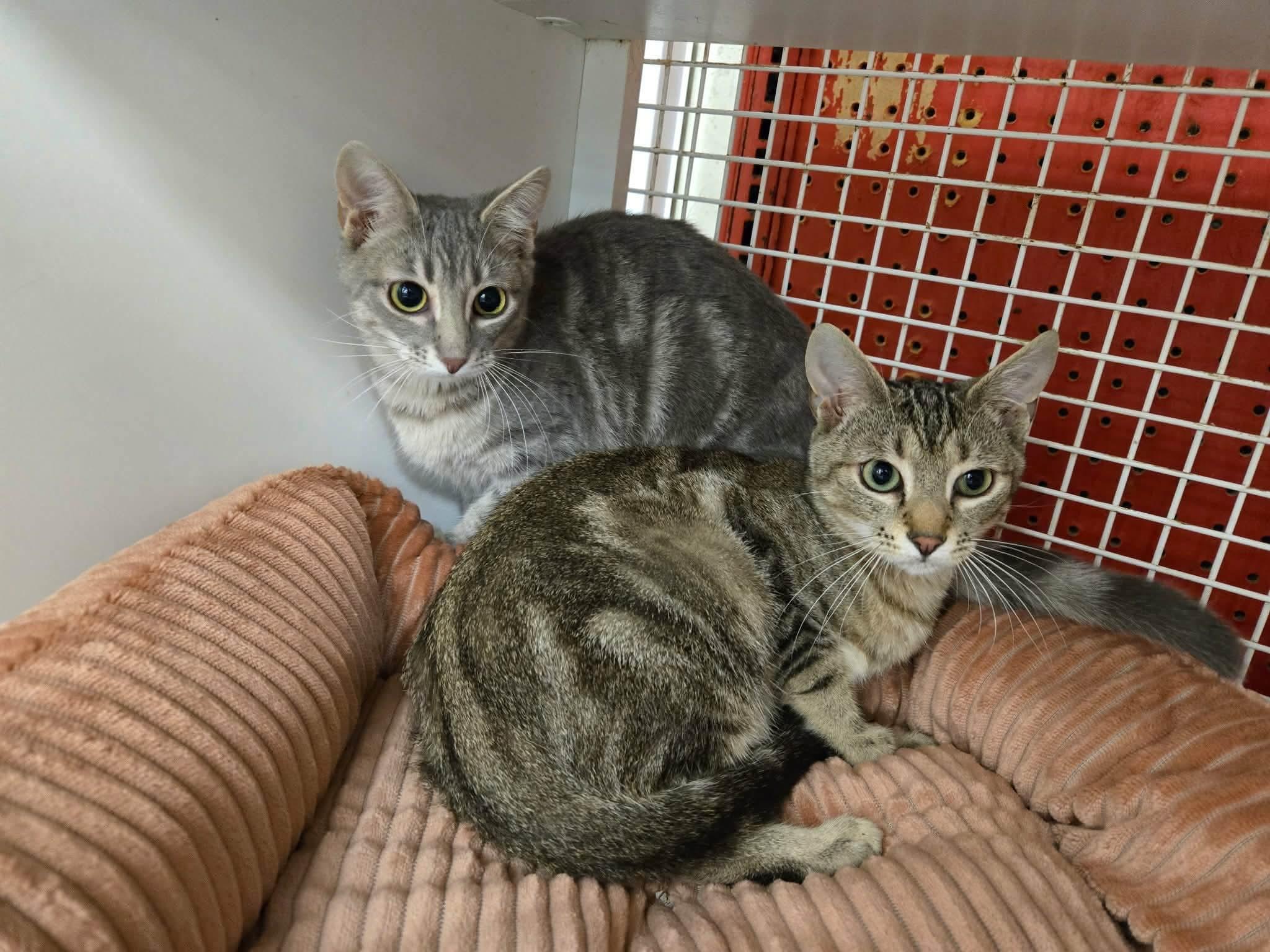 Enlarge Rudy & Sadie, an adopted American Shorthair in East Orange, NJ image 2/2