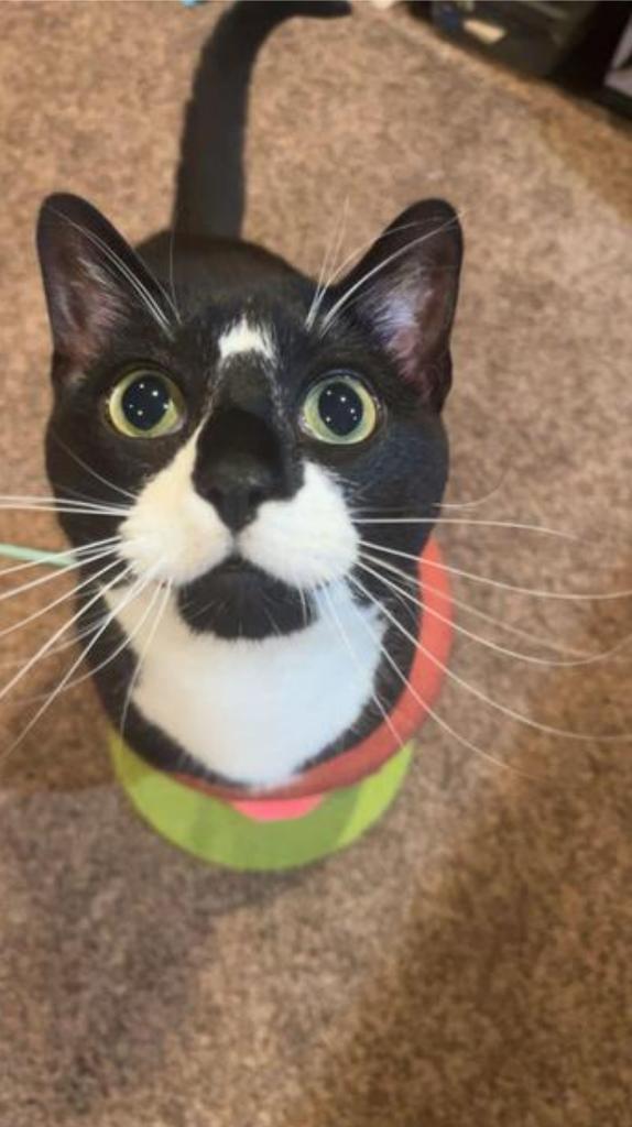 Enlarge Master Shifu, a Adoptable mixed breed in Saint Paul, MN image 1/6