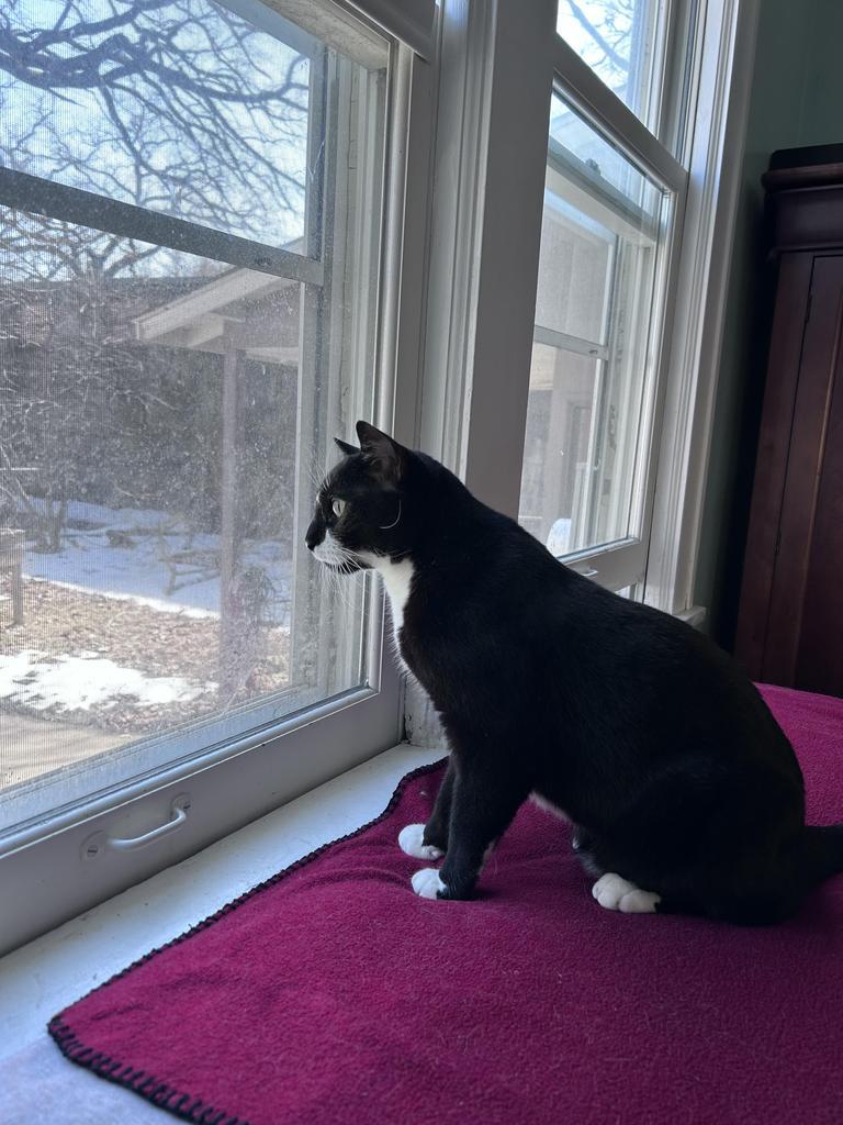 Enlarge Master Shifu, a Adoptable mixed breed in Saint Paul, MN image 2/6