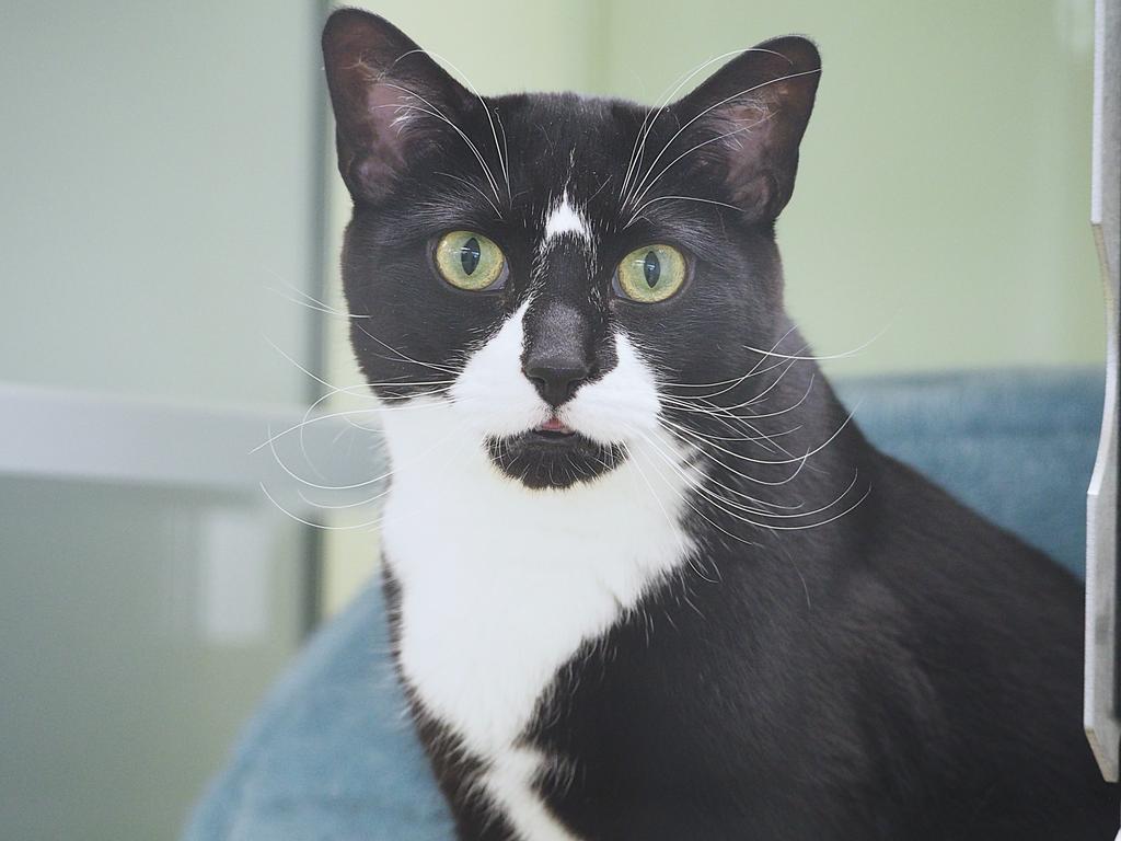 Enlarge Master Shifu, a Adoptable mixed breed in Saint Paul, MN image 3/6