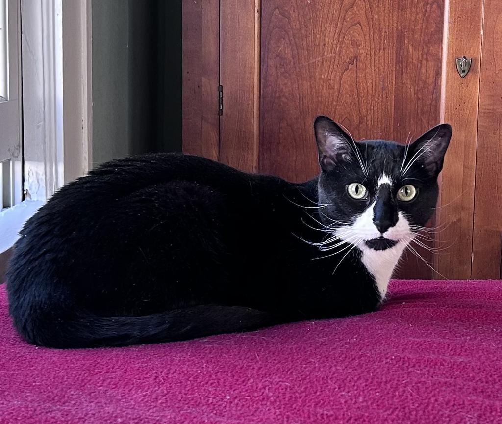 Enlarge Master Shifu, a Adoptable mixed breed in Saint Paul, MN image 4/6