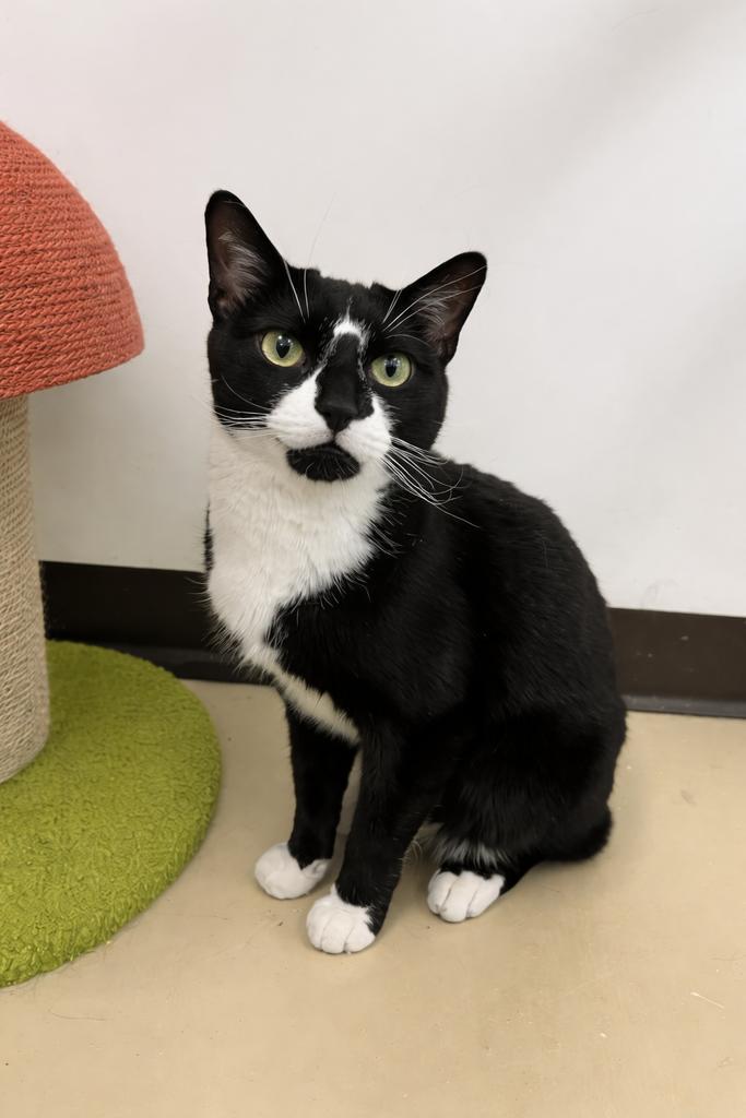 Enlarge Master Shifu, a Adoptable mixed breed in Saint Paul, MN image 5/6